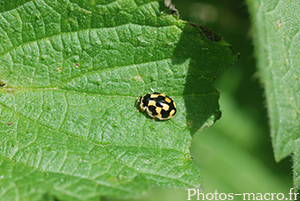 Propylea quatuordecimpunctata